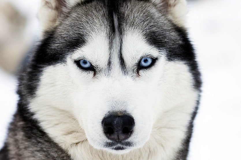 husky2